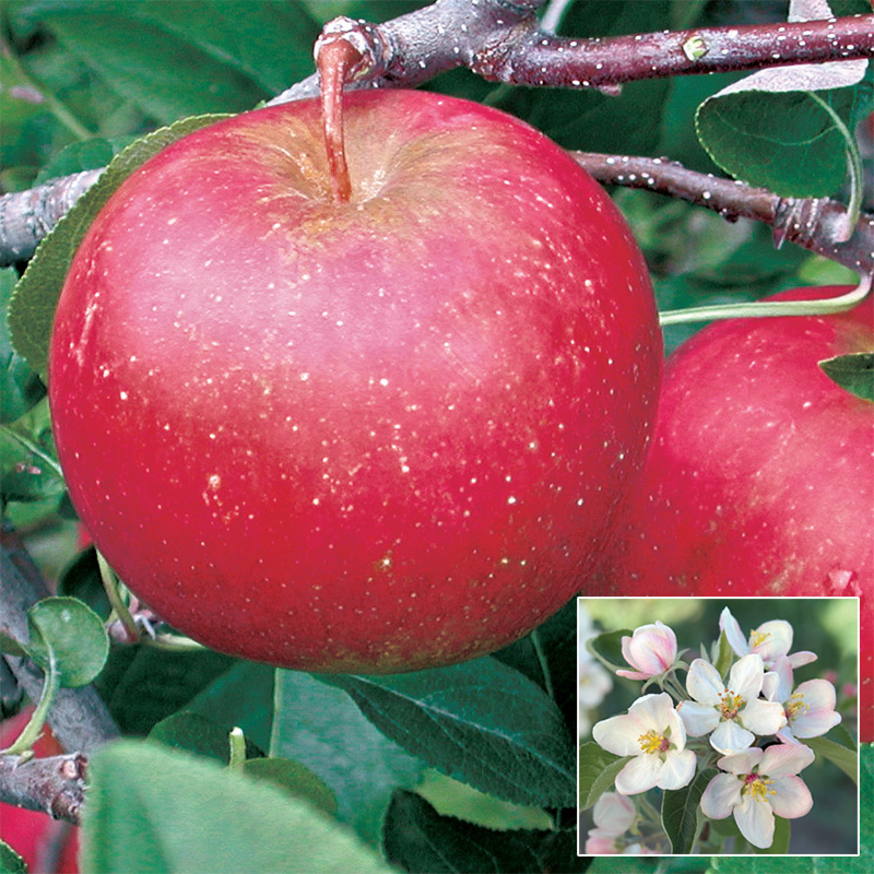 Ricks Garden Center  Honeycrisp Apple #7