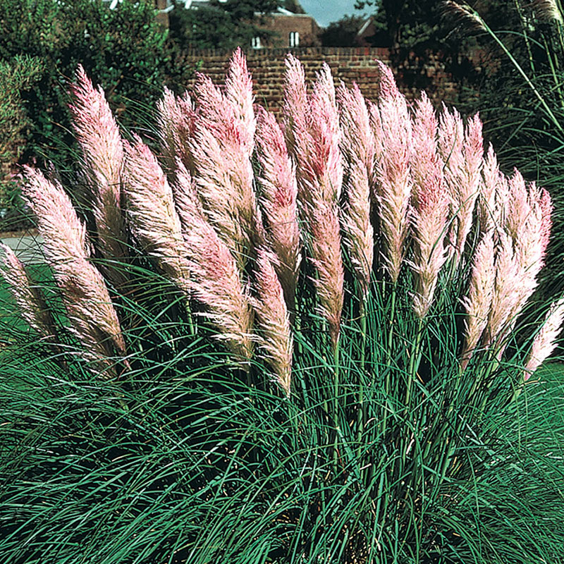 Pink Pampas Grass Gurney S Seed Nursery Co