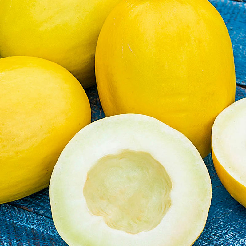 Fresh Golden Dewlicious Honeydew Melons - Shop Melons at H-E-B