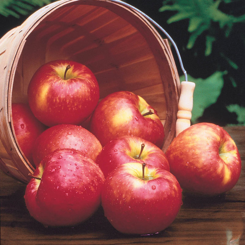 Honeycrisp Apple Tree: Apple and Fruit Trees From Gurneys