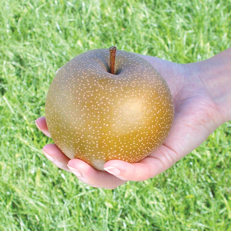 Honeycrisp Apple Tree: Apple and Fruit Trees From Gurneys