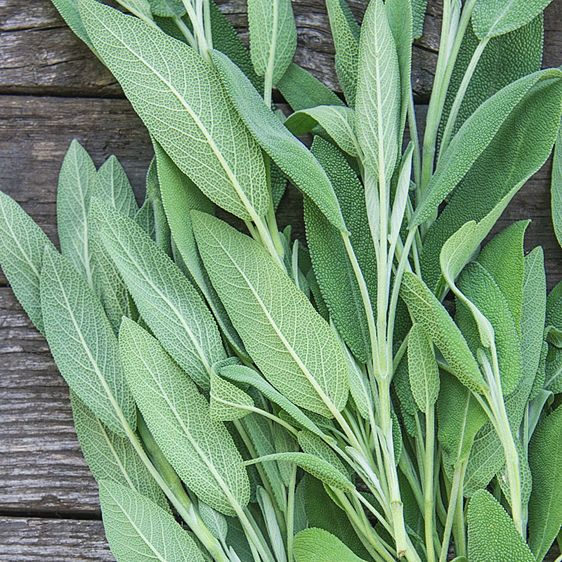 Sage | Gurney's Seed & Nursery Co.