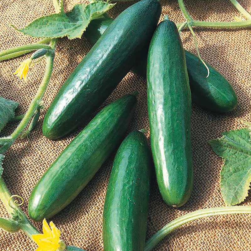 25 Seeds Diva F1 Hybrid Cucumber Seeds Green Non-GMO