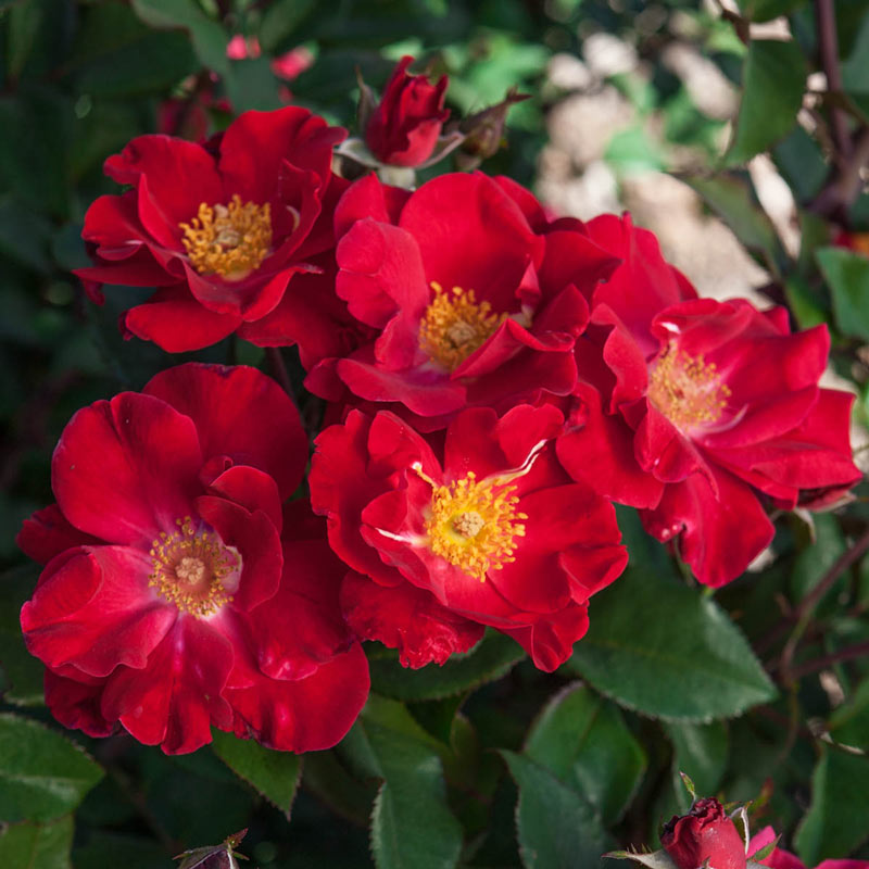 Top Gun™ Shrub Rose | Red Landscape Roses from Gurney's