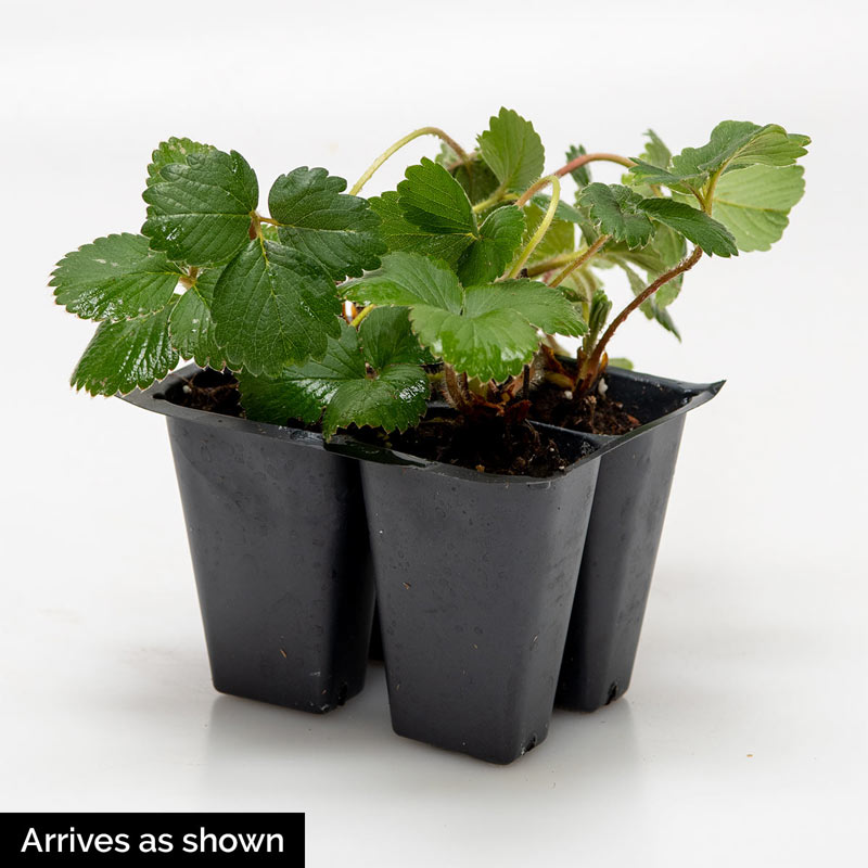 How to Winterize Strawberry Plants So They Come Back Stronger in Spring