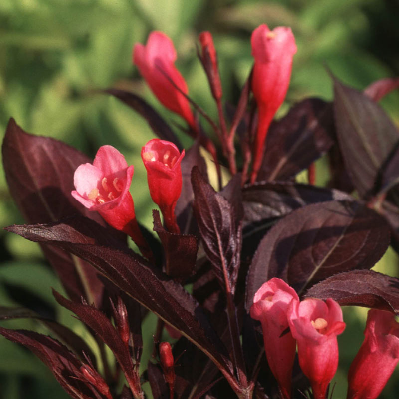 Wine And Roses Weigela Flowering Shrubs From Gurney S   71702 