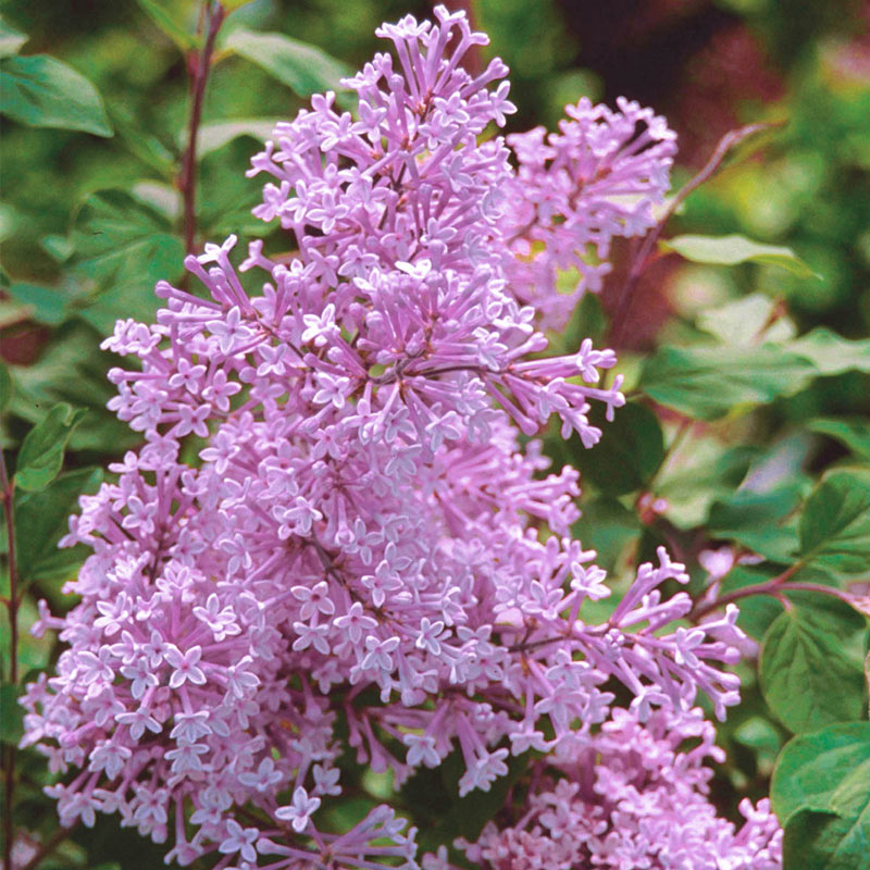 Lilac: How to Grow and Care with Success