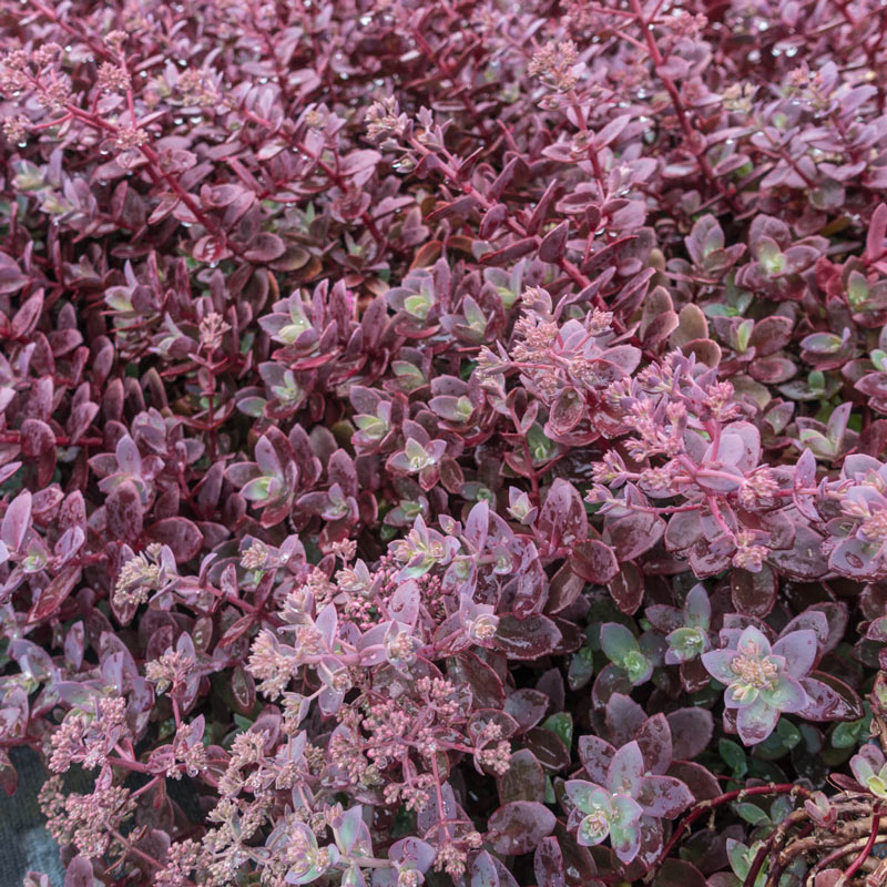 Sedum  Dazzleberry Perennial Plants Ground Cover Spring 2020 Ship