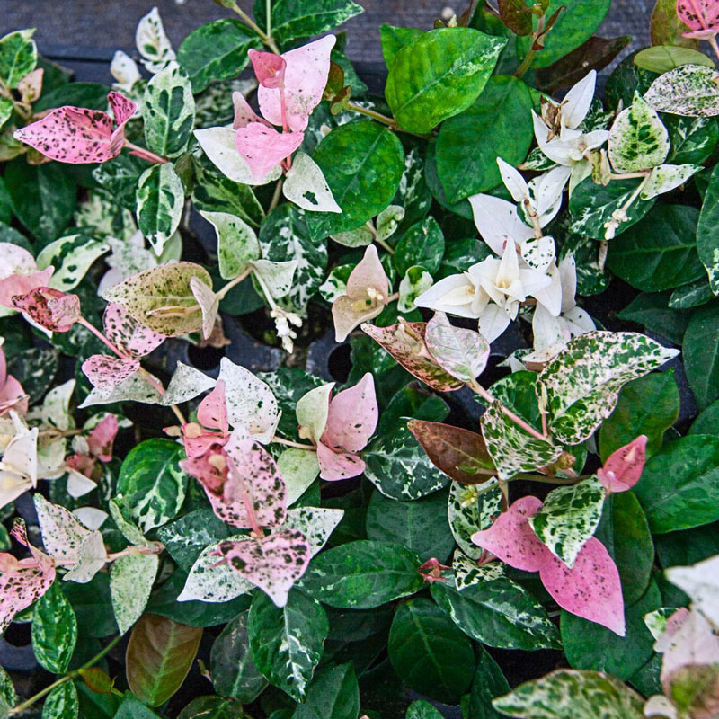 variegated-asiatic-jasmine-ubicaciondepersonas-cdmx-gob-mx