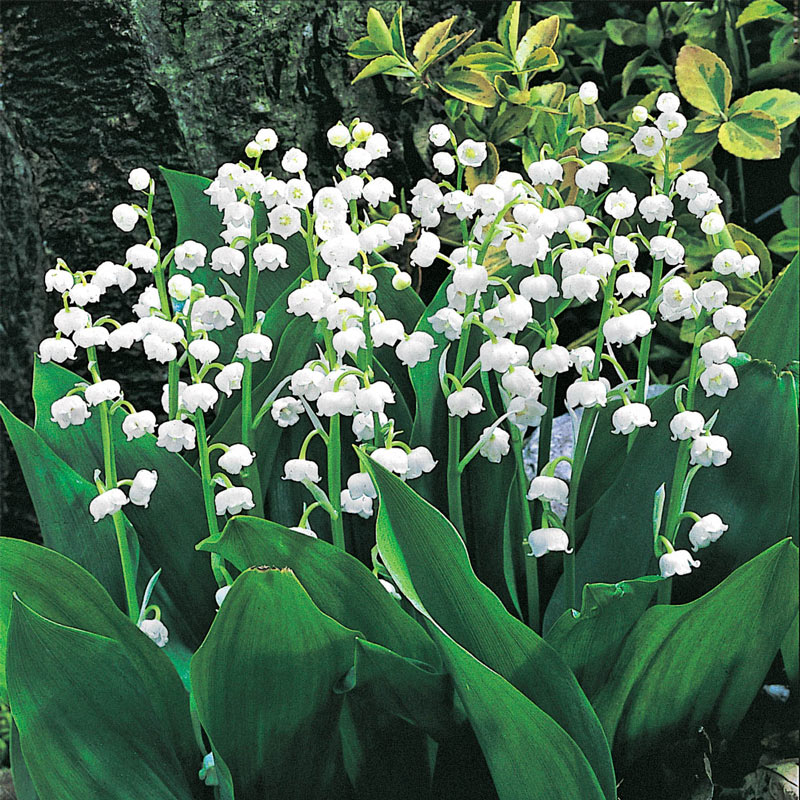Lily-of-the-Valley  Gurney's Seed & Nursery Co.