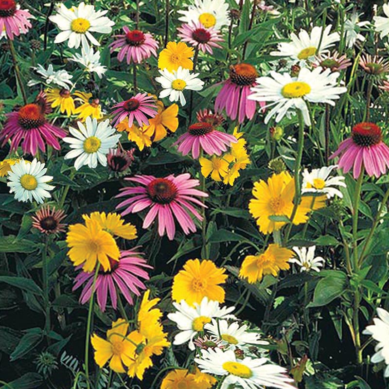 MEADOW  WILD FLOWER SEEDS WOODLAND HEDGEROWS Shade Areas 10g to 1 Kg BULK Mix 2A