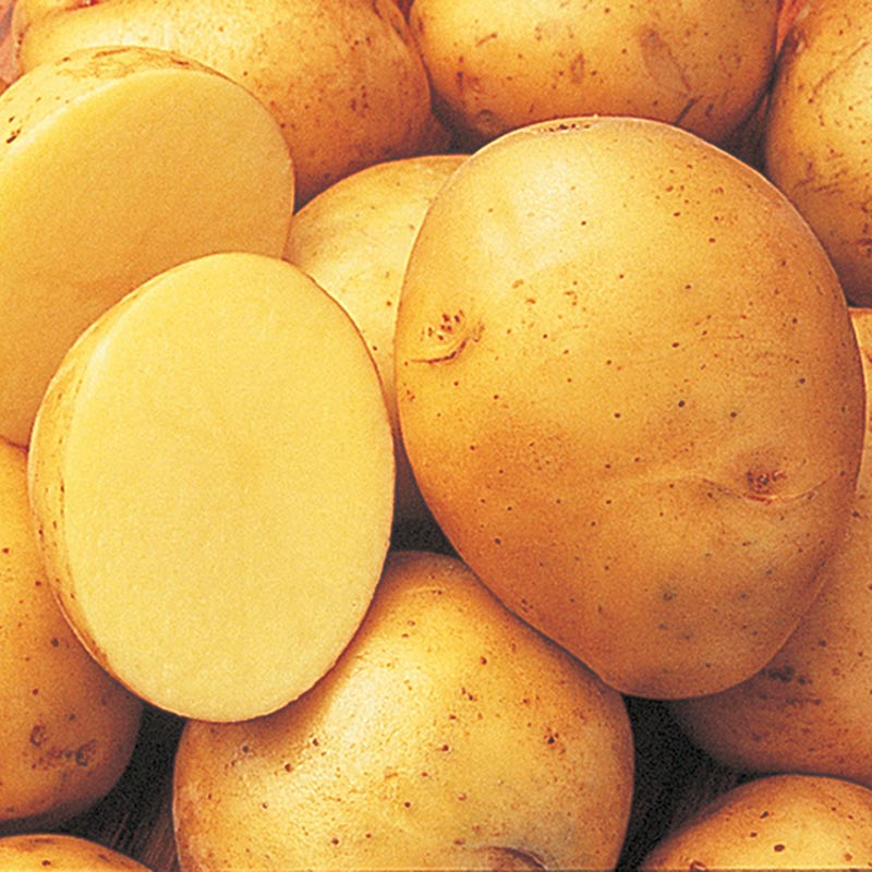 Gurney's　Nursery　Potato　Seed　Gold　Yukon　Co.