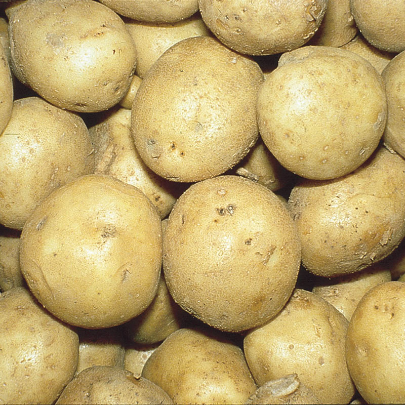 Red Pontiac Seed Potatoes 5lbs. 
