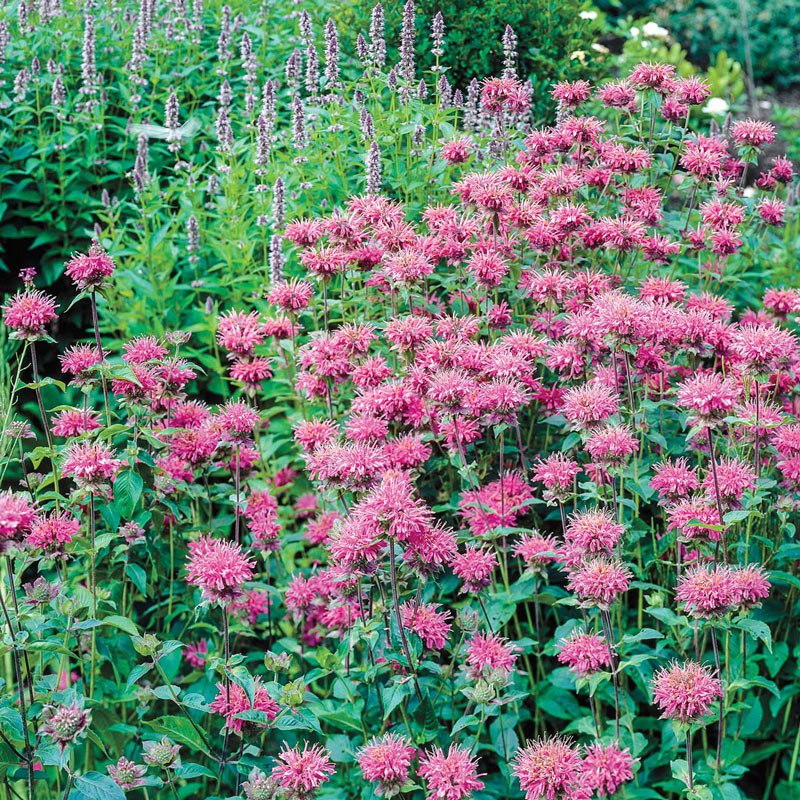 pink bee balm plant