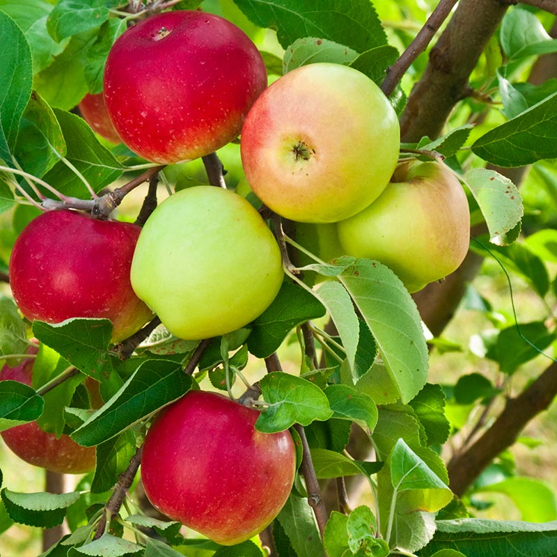 Malus domestica 'Granny Smith' (Semi-Dwarf Apple)