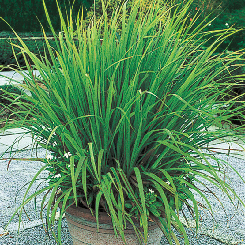 lemongrass plant care in pot