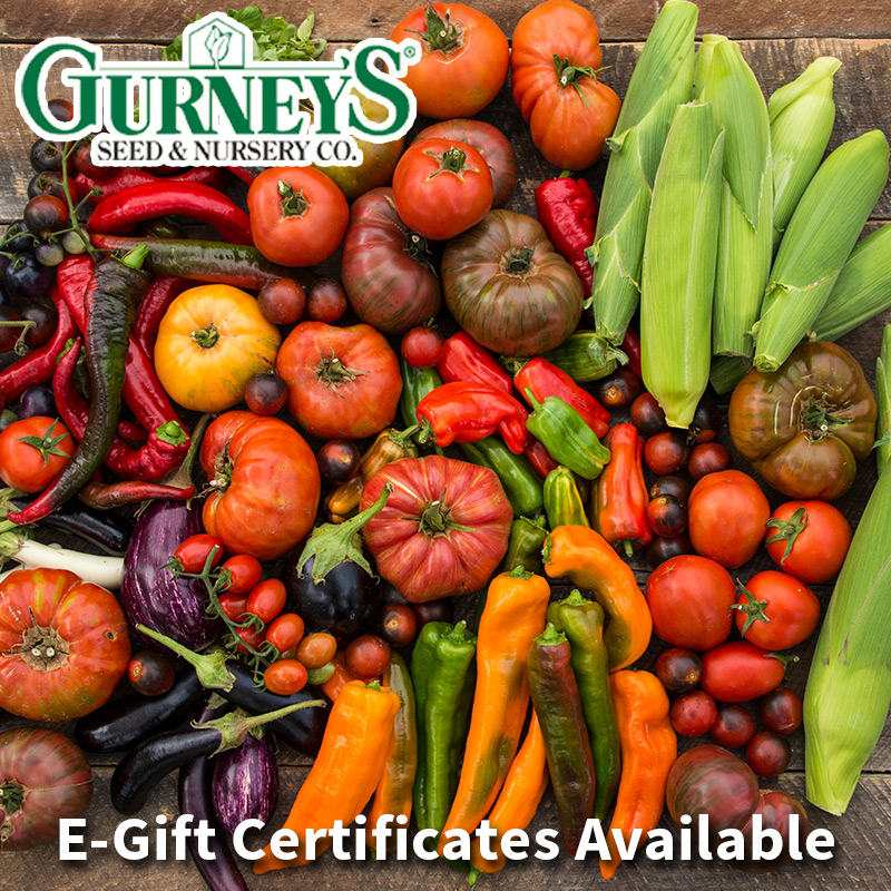 Gurney's e-Gift Certificate
