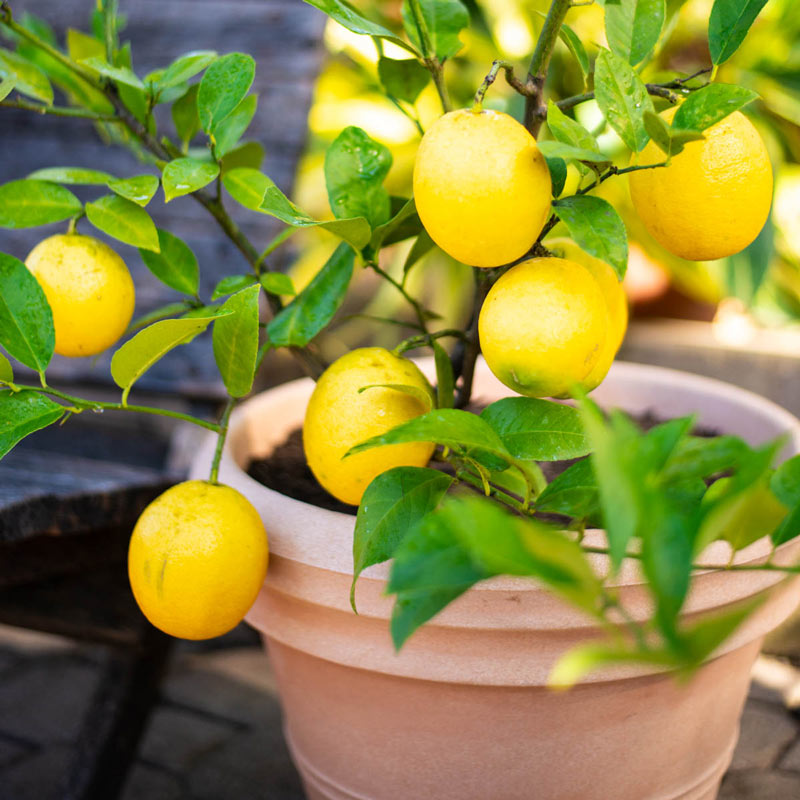 Yuzo Citron Trees For Sale Online