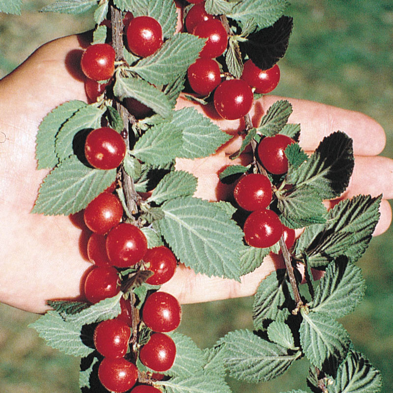Nanking Bush Cherry Gurneys Fruits