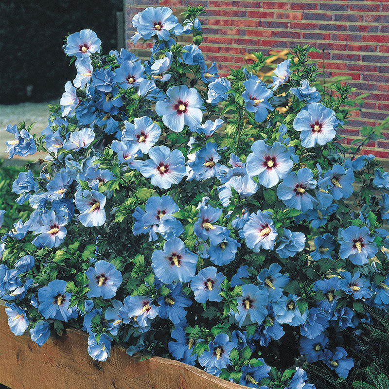 Image of Zinnia 'Blue Bird' shrub