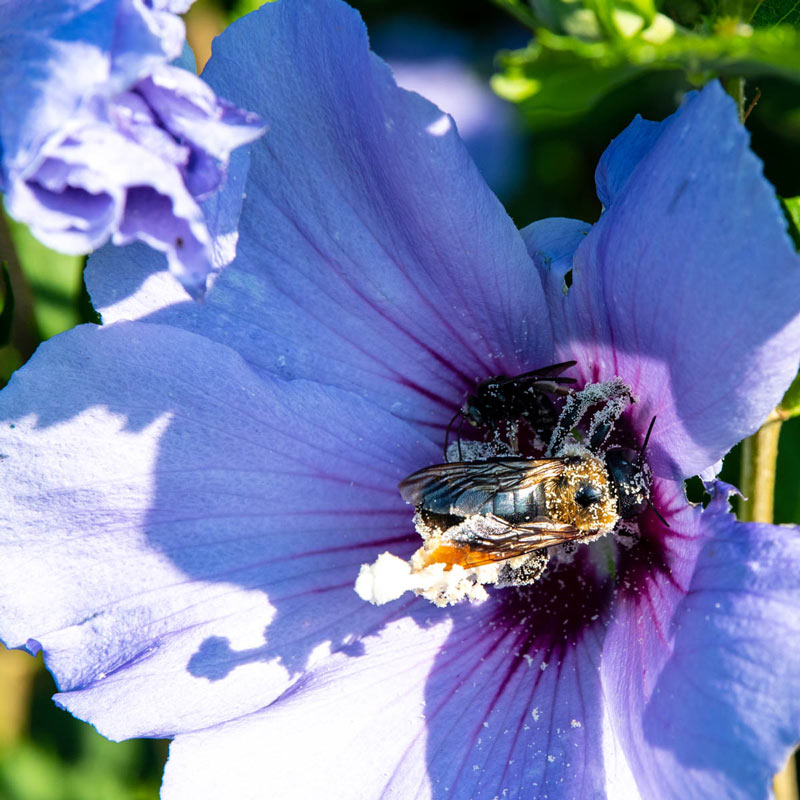 Image of Blue hibiscus flower with bees