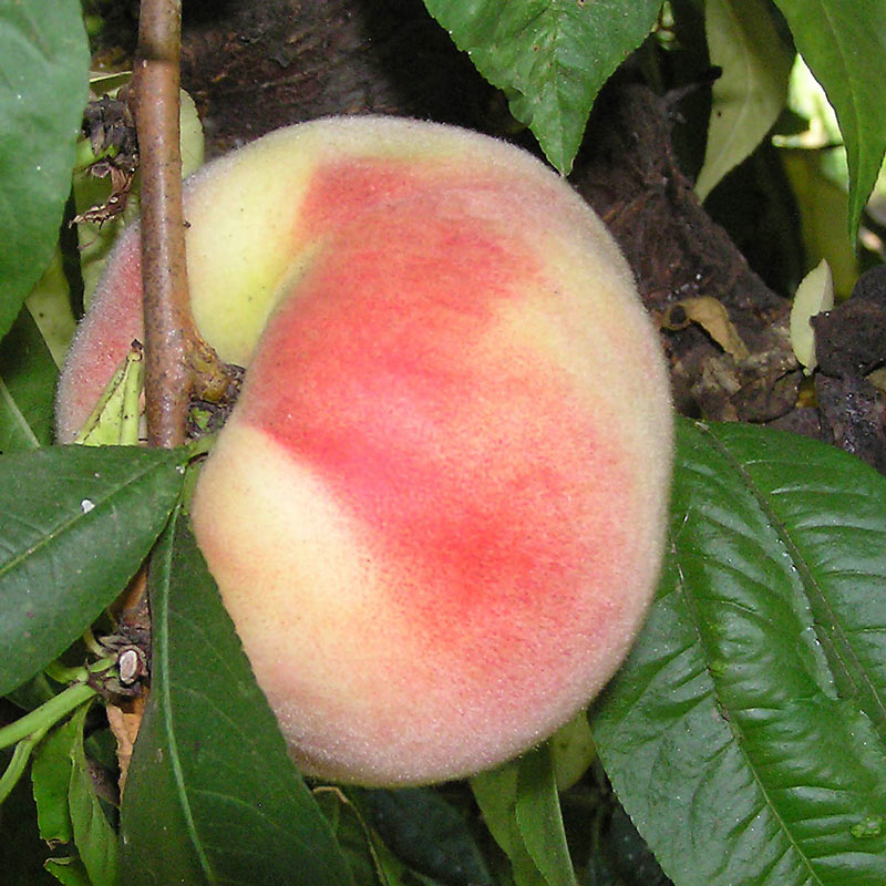 9cm Plant Dwarf Fruit Tree ICE Peach Gelo Peach-Me White.
