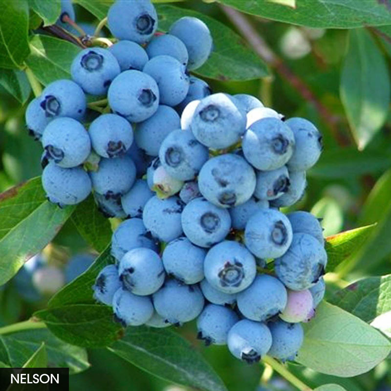 Best Freezing Blueberry Collection Gurney's Seed & Nursery Co.