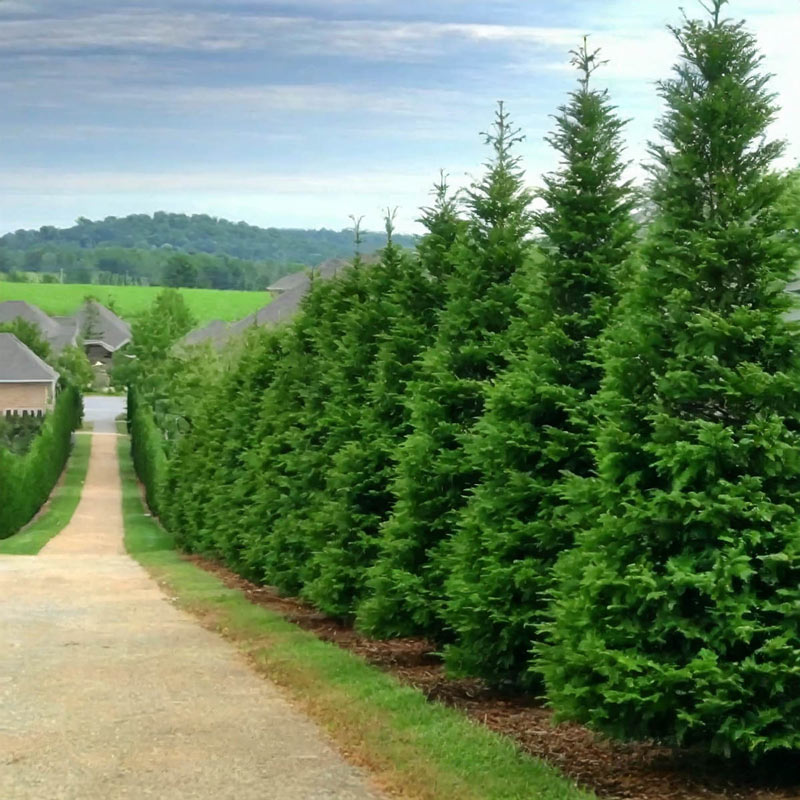 Image of Green giant arborvitae shrub