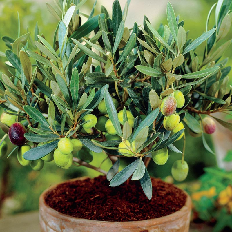 Mediterranean Olive Tree