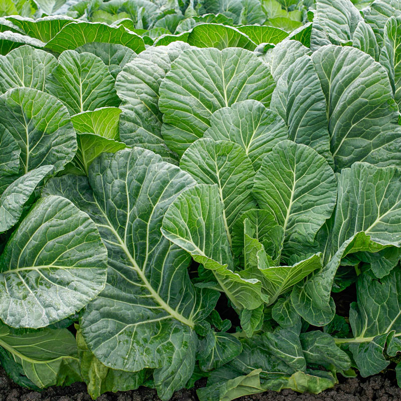 Top Chop Hybrid Collards | Seeds for Sale from Gurney's
