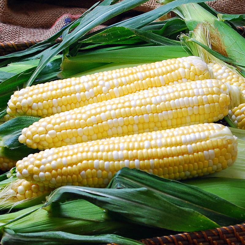 Solstice Sweet Corn Seeds  Fresh Seed  FREE Shipping Details about   Sweet Corn Seed 
