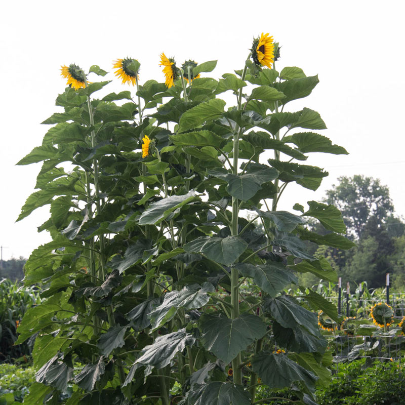 ONLY AVAILABLE HERE IN USA/IMPORTED FROM UK TALL TIMBERS EXTRA TALL SUNFLOWER 