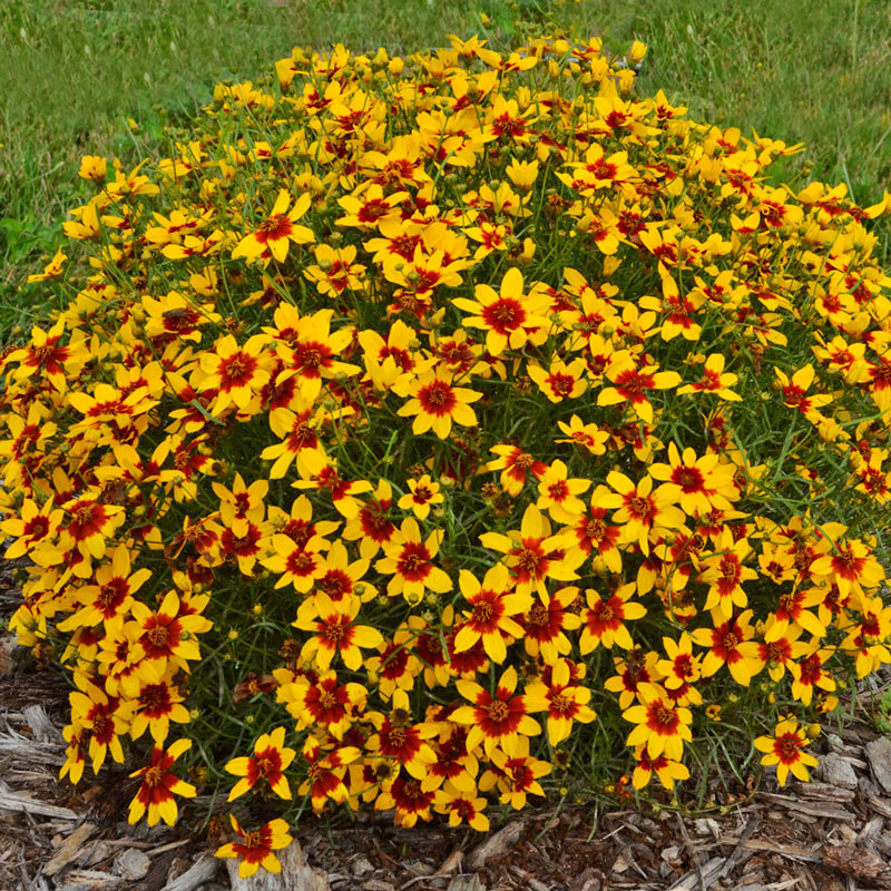 Curry Up Tickseed Plants for Sale from Gurney's