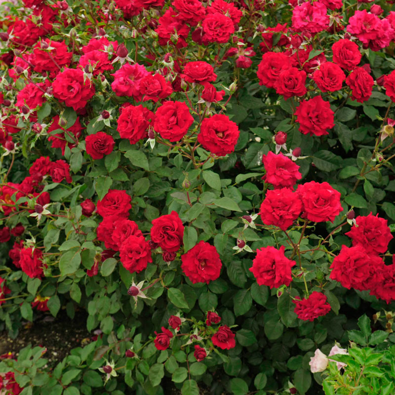 Oh My! Floribunda Rose: Red, Fragrant Roses from Gurneys