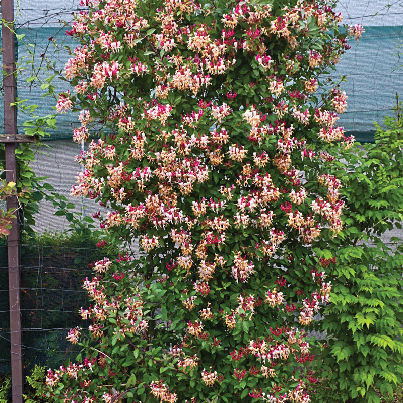 honeysuckle vine trellis