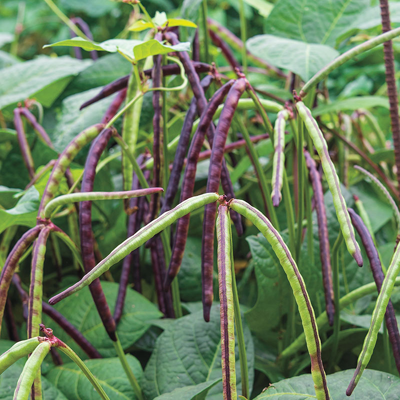 200+seed 2oz Top Pick Pinkeye Purple Hull Peas Cow Pea Germ:80% Benefits St.Jude 