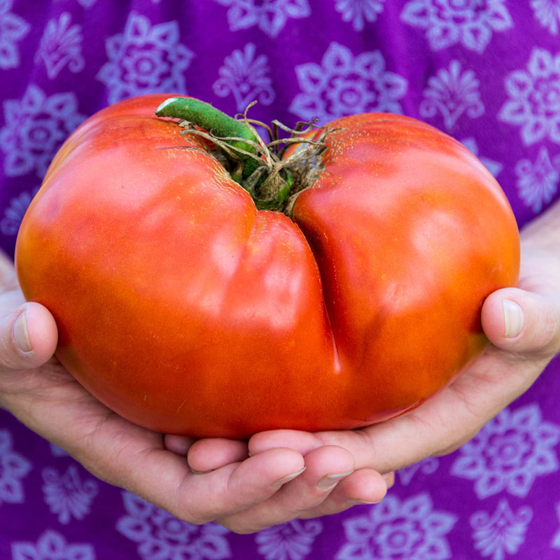 non GMO Details about   Tomato "Big Heart English" Siberian Garden 