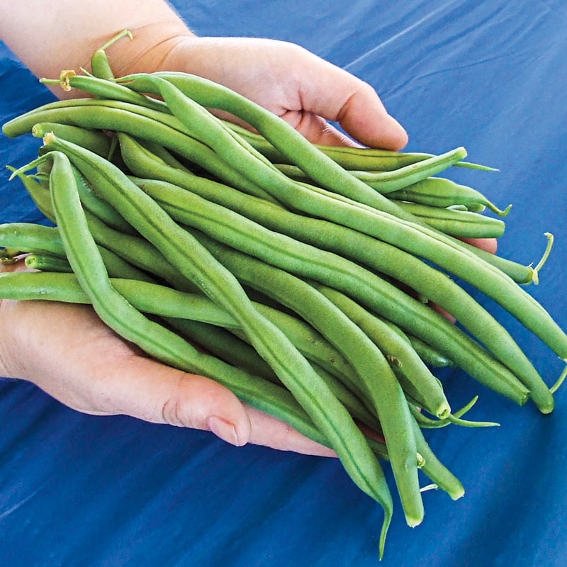  Haricot Vert Stringless Green Bean Seeds : Patio, Lawn & Garden