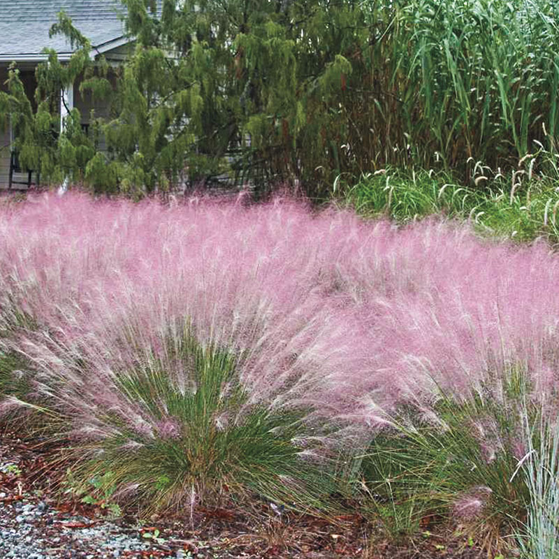 muhly grasses gurneys ornamental perennials gurney learn