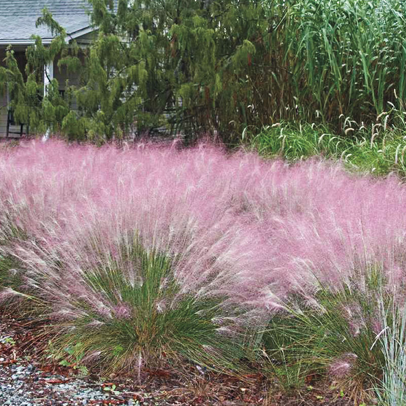 Pink Muhly Grass Gurney's Seed & Nursery Co.