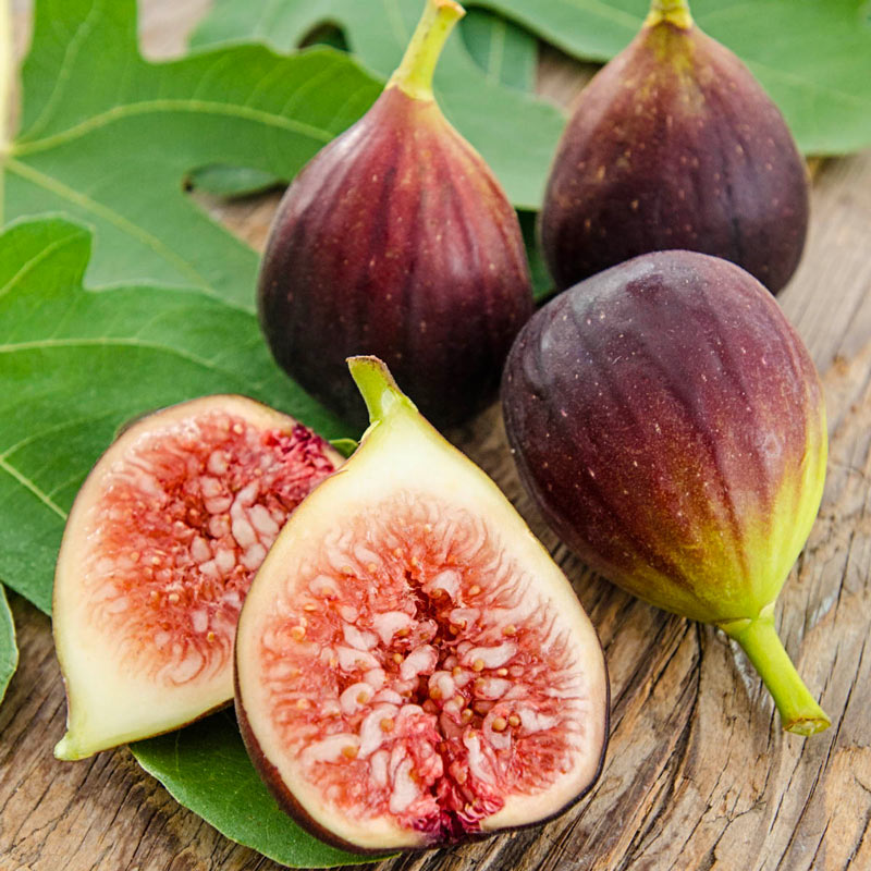 Fødested tonehøjde Taxpayer Improved Brown Turkey Fig | Gurney's Seed & Nursery Co.