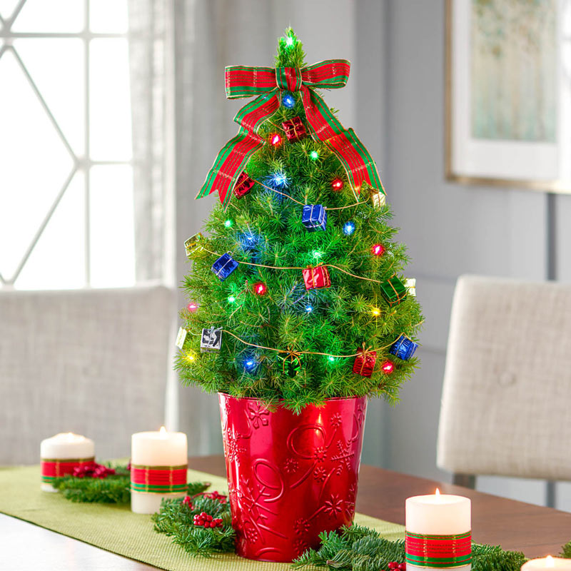 Colorful Presents Potted Spruce Tree | Gurney's Seed & Nursery Co.