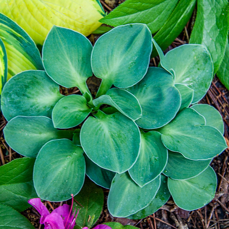 Hosta Blue Mouse Ears| Gurney's Seed & Nursery Co.