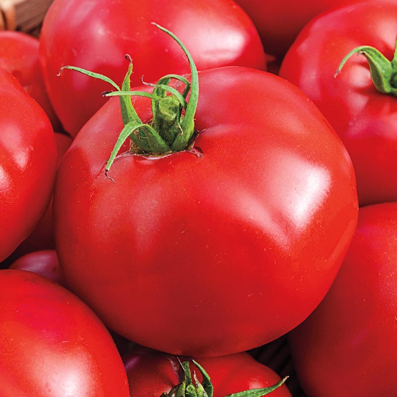 Tomato - Nevada Slicer