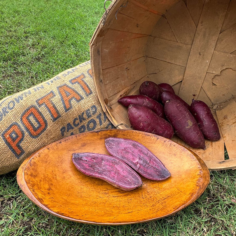 Purple Majesty Sweet Potato Gurney's Seed & Nursery Co.