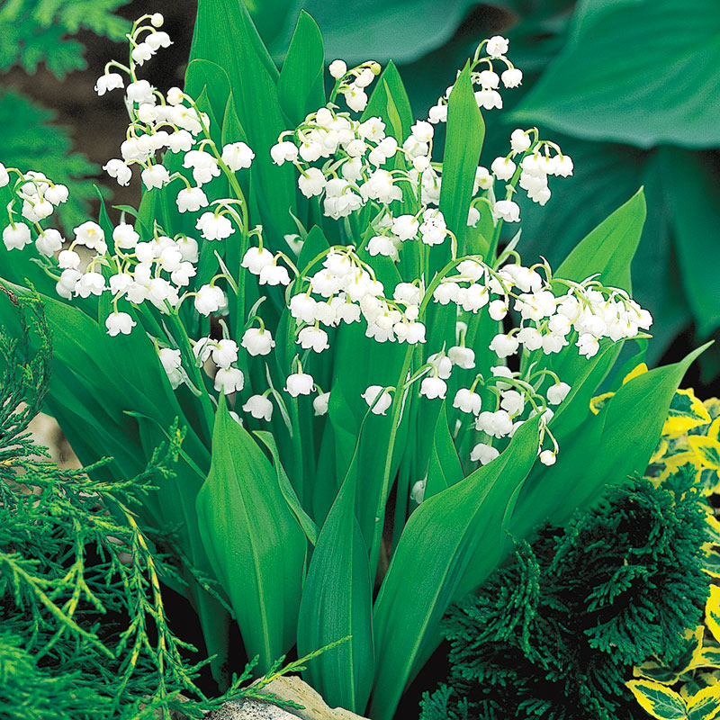 All About Lily of the Valley