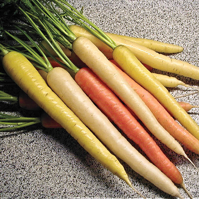 Rainbow Hybrid Carrot Gurney's Seed & Nursery Co.