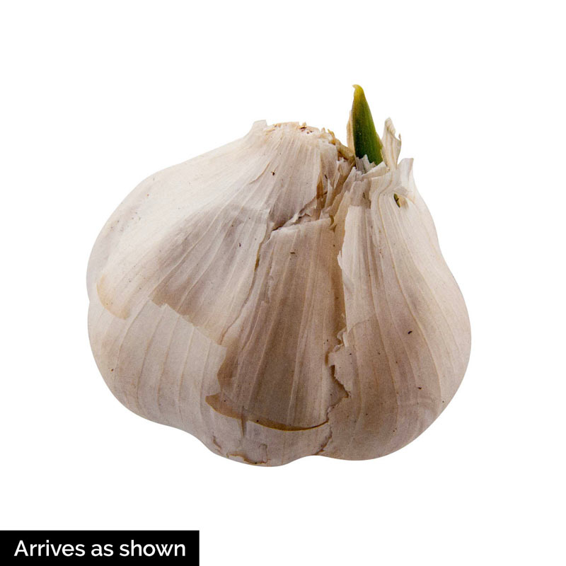Garlic Bulb Stress Ball