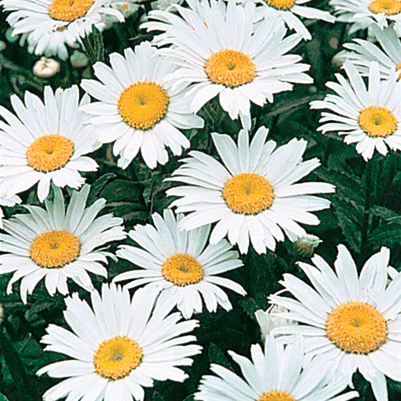 Alaska Shasta Daisy Seeds  Chrysanthemum Maximum Seeds