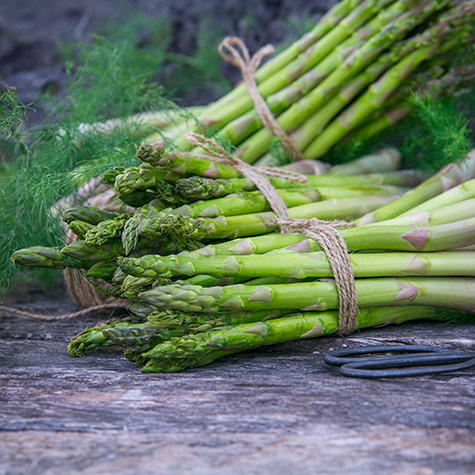 AsparaBest<sup>™</sup> Asparagus Plant